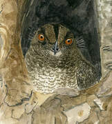 Barred Owlet-nightjar