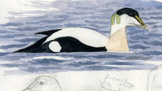 Common Eider