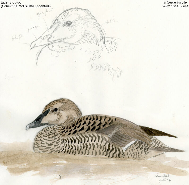 Common Eider female, identification