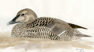 Common Eider