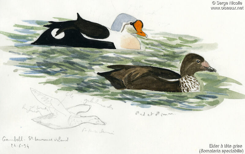 King Eider , identification