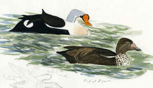 King Eider