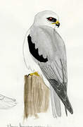 White-tailed Kite