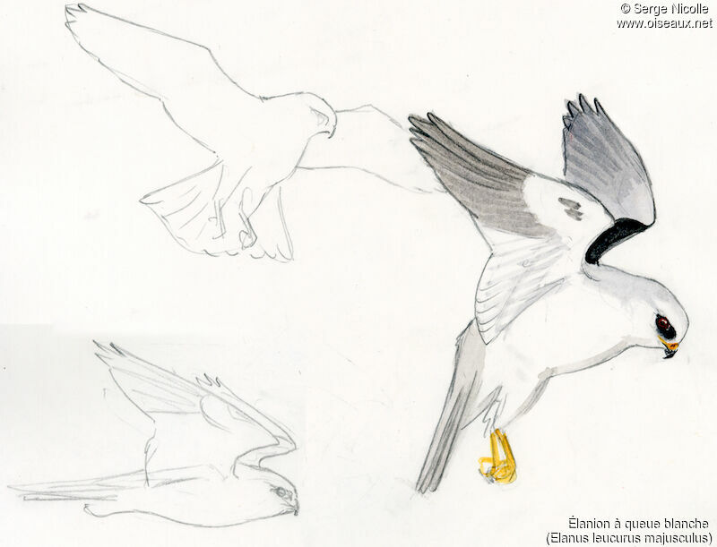 White-tailed Kite, identification