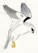 White-tailed Kite