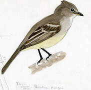 Yellow-bellied Elaenia