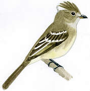 Yellow-bellied Elaenia