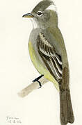 Yellow-bellied Elaenia