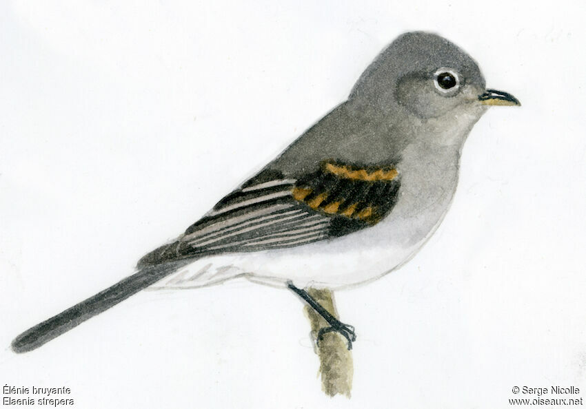 Slaty Elaenia, identification