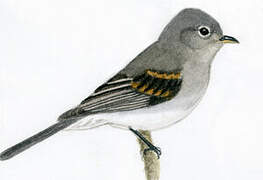 Slaty Elaenia