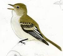 Mountain Elaenia