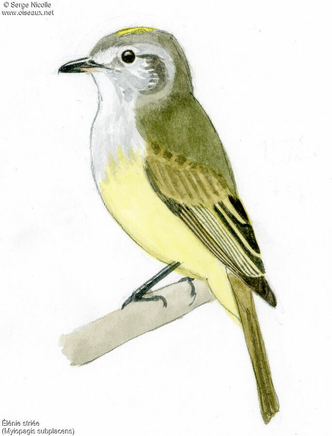 Pacific Elaenia, identification