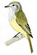 Pacific Elaenia