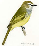 Greenish Elaenia