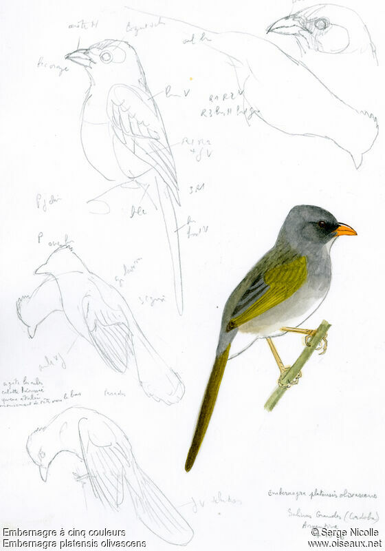 Pampa Finch, identification