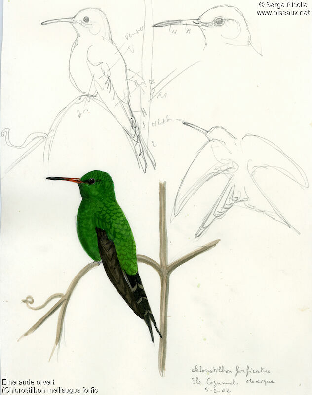 Blue-tailed Emerald, identification
