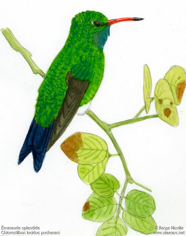 Glittering-bellied Emerald male, identification