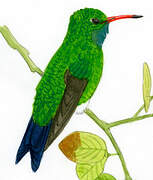 Glittering-bellied Emerald