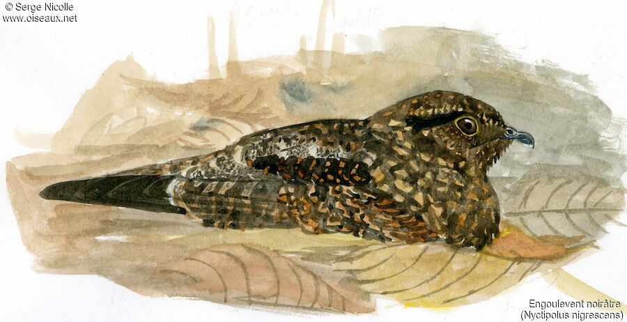 Blackish Nightjar male, identification