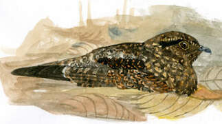 Blackish Nightjar