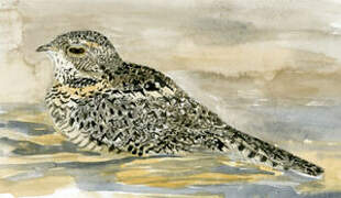 Pygmy Nightjar