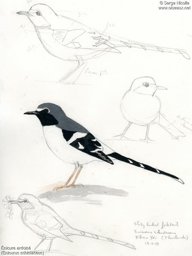 Slaty-backed Forktail, identification