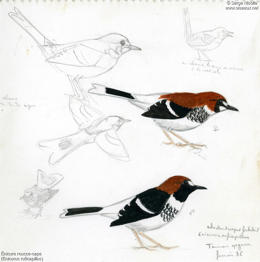 Chestnut-naped Forktailadult, identification