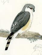 Sharp-shinned Hawk