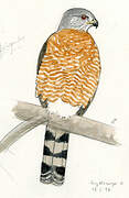 Sharp-shinned Hawk