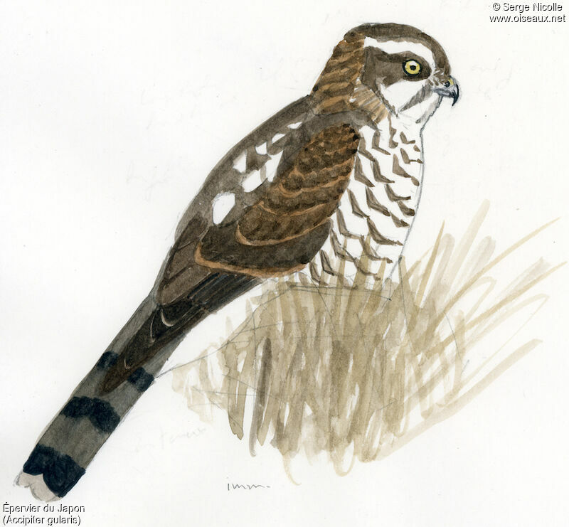 Japanese Sparrowhawkimmature, identification
