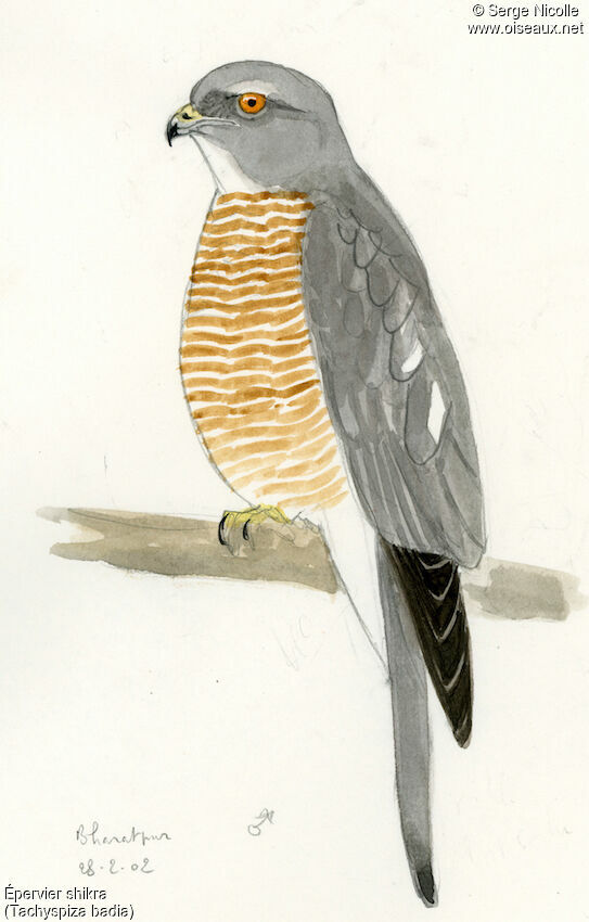 Shikra male, identification