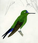 Sapphire-vented Puffleg