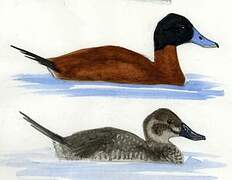 Ruddy Duck