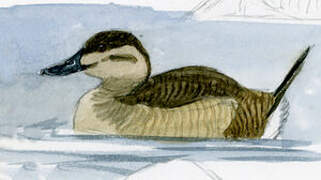 Ruddy Duck