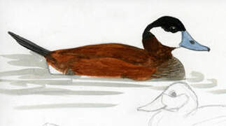 Ruddy Duck