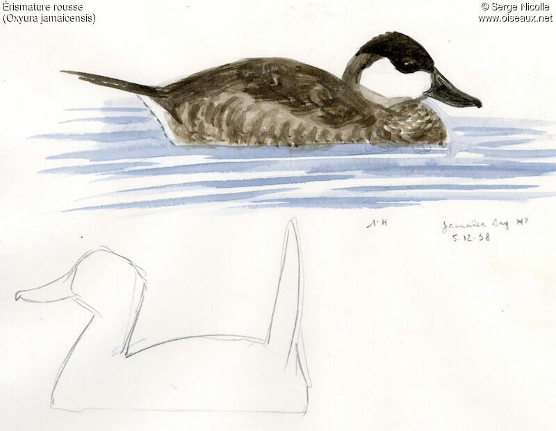 Ruddy Duckadult post breeding, identification