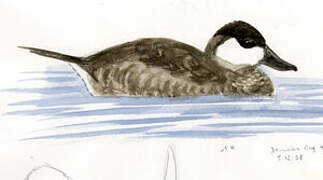 Ruddy Duck