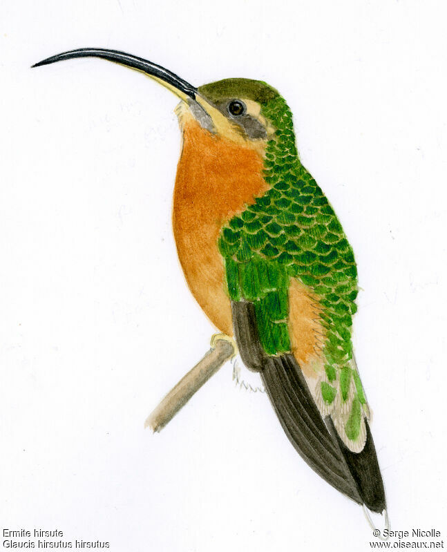 Rufous-breasted Hermit, identification