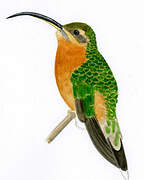 Rufous-breasted Hermit