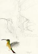 Rufous-breasted Hermit