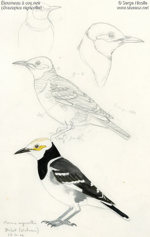 Black-collared Starling, identification