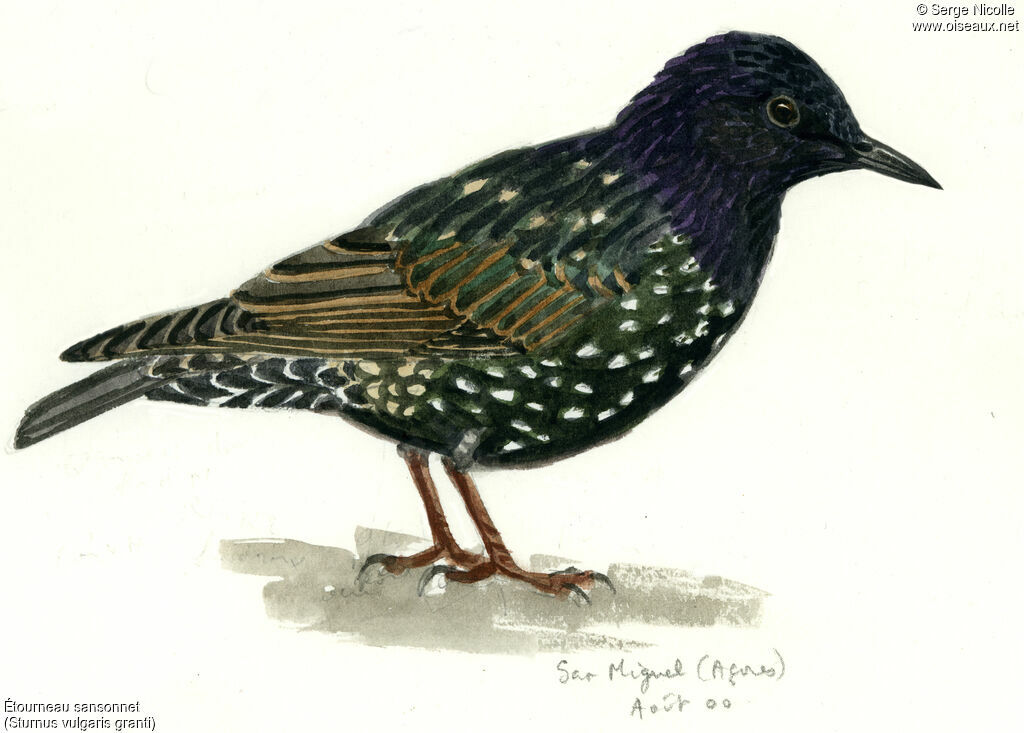 Common Starling, identification