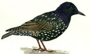 Common Starling