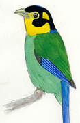 Long-tailed Broadbill