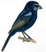 Ultramarine Grosbeak