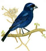 Ultramarine Grosbeak