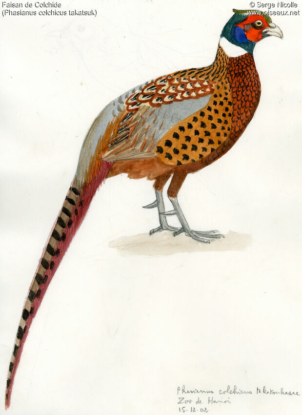 Common Pheasant, identification