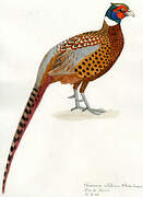 Common Pheasant