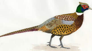 Common Pheasant