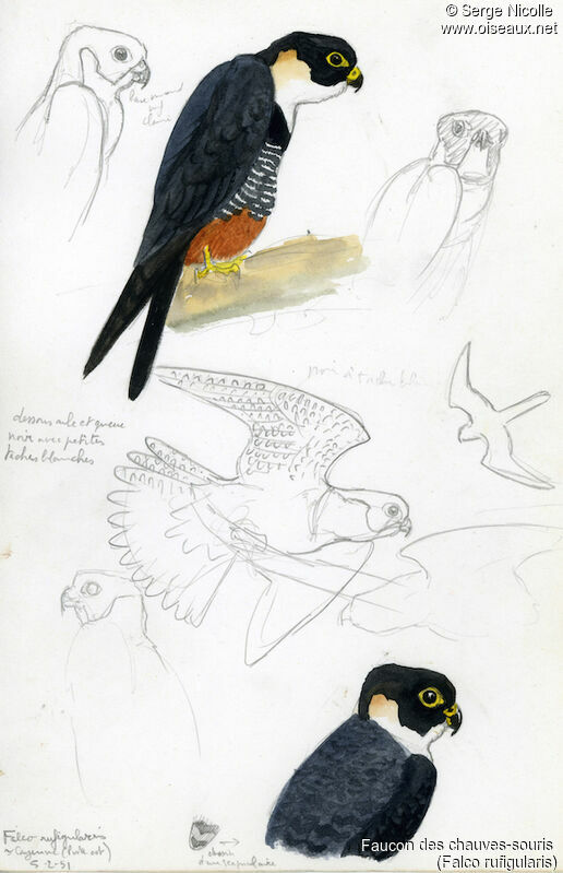 Bat Falcon, identification